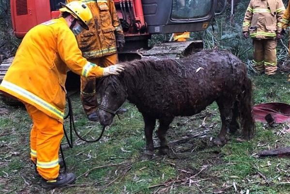 Pony in stable condition after rescue