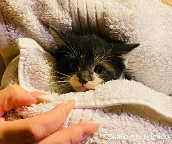 Purrfect outcome for kitten rescue
