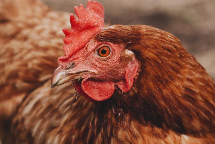 CFA helps to control avian flu outbreaks