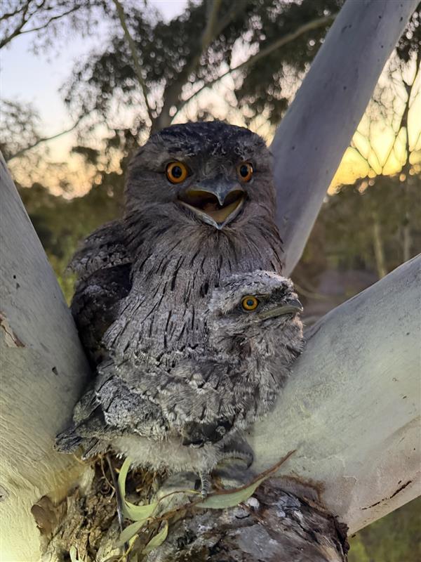 Mother tawny frogmouth and sibling