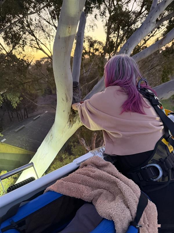 Werribee Zoo Veterinarian reuniting the family
