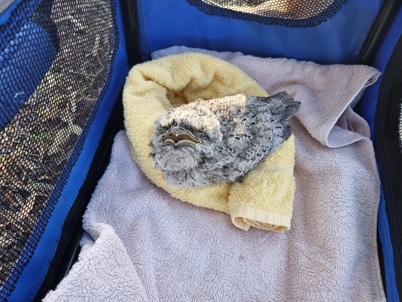 Baby tawny frogmouth
