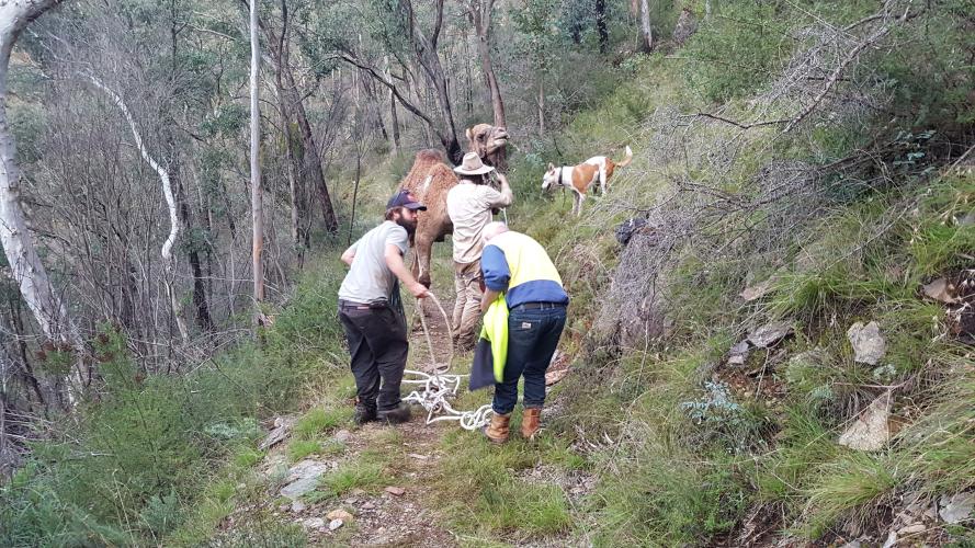 Firefighters coax camel to safety