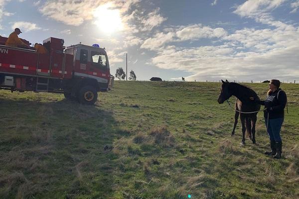 Successful pony rescue a joint effort