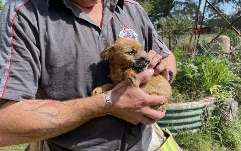 Puppy is rescued from well